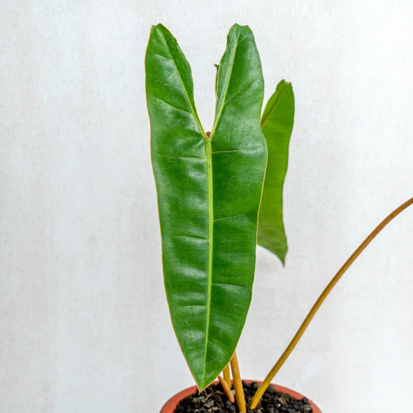 Philodendron Billiteae