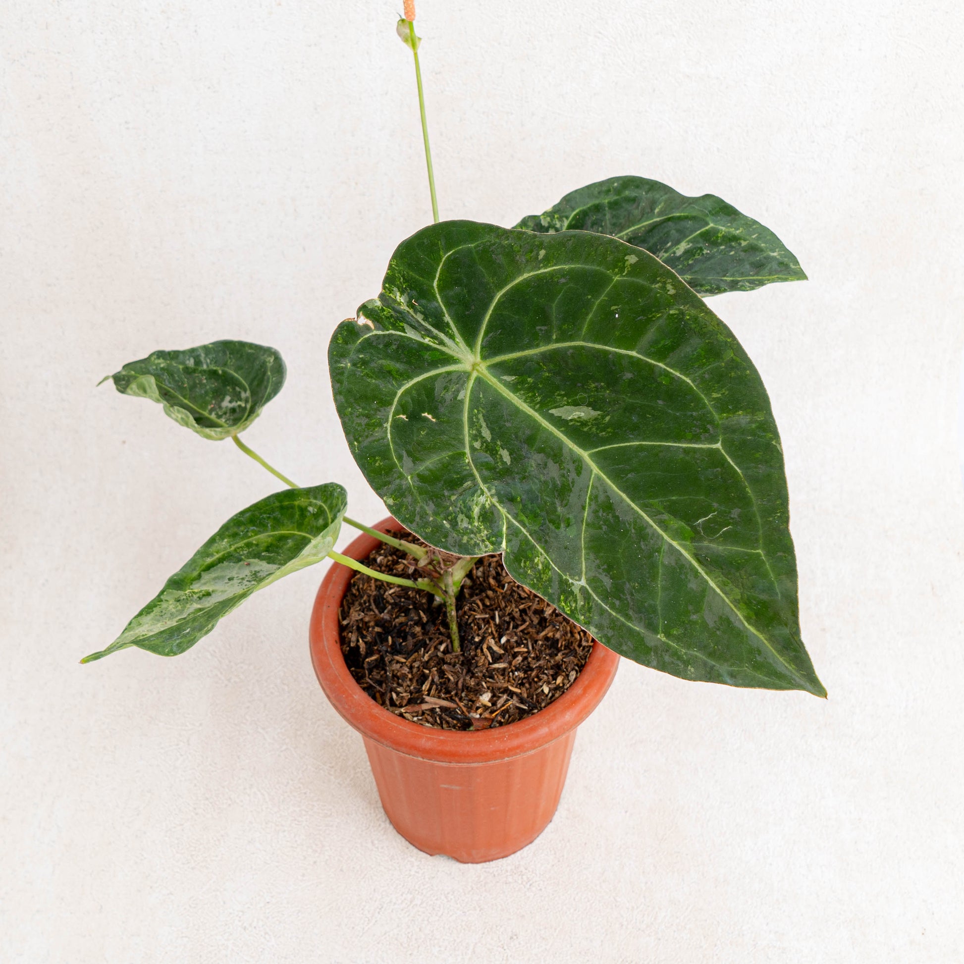 Anthurium Forgetii Variegated - Indonesian Rare Plants