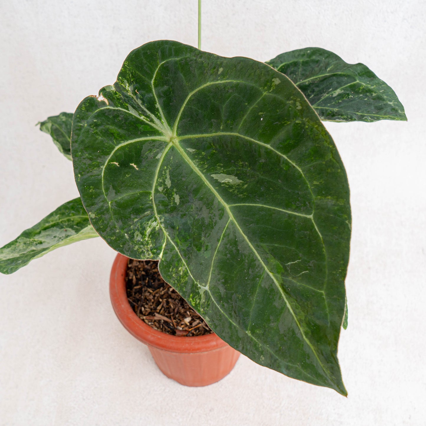 Anthurium Forgetii Variegated