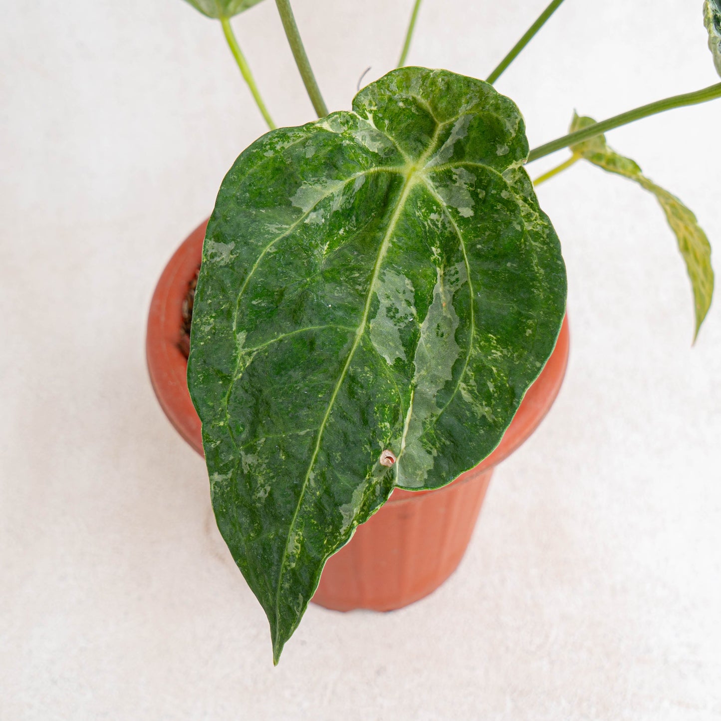 Anthurium Forgetii Variegated