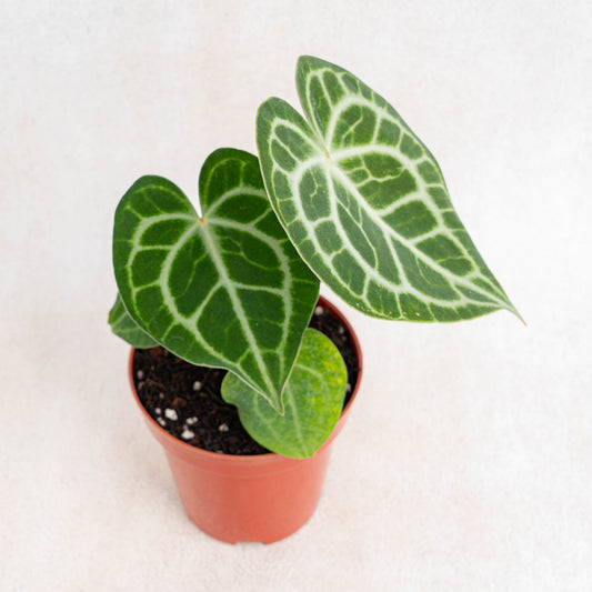 Anthurium Queen Clarinervium - Indonesian Rare Plants
