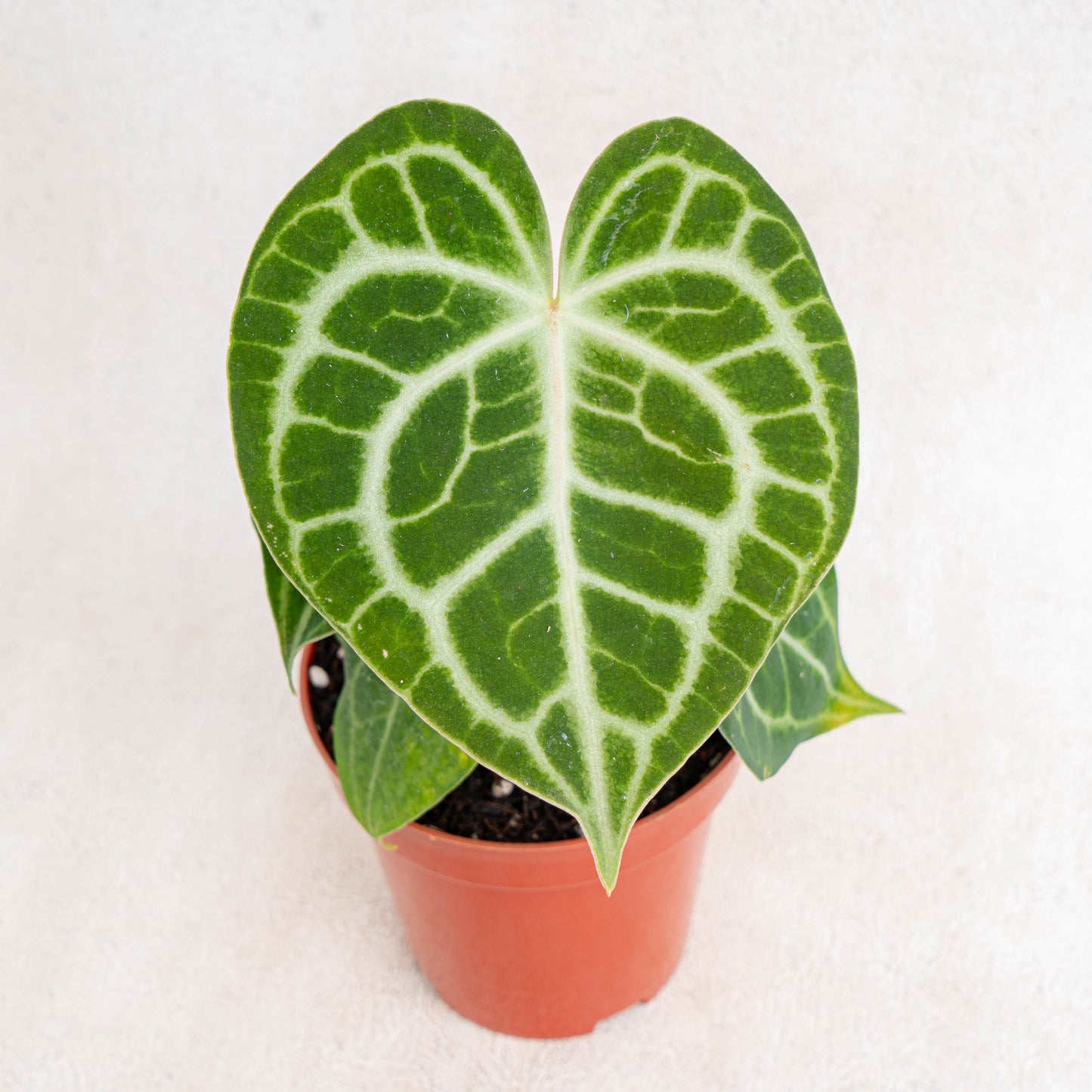 Anthurium Queen Clarinervium