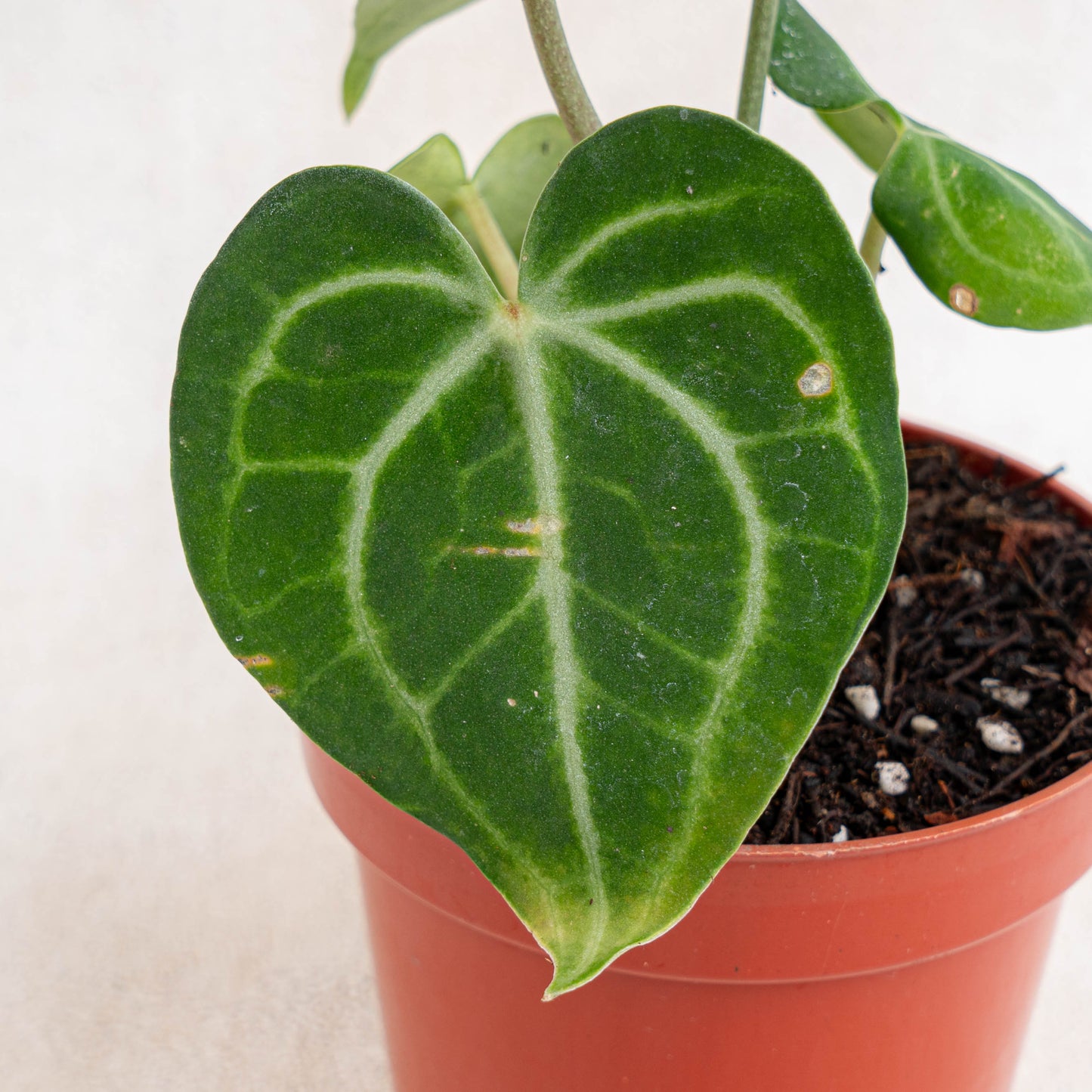 Anthurium Queen Clarinervium