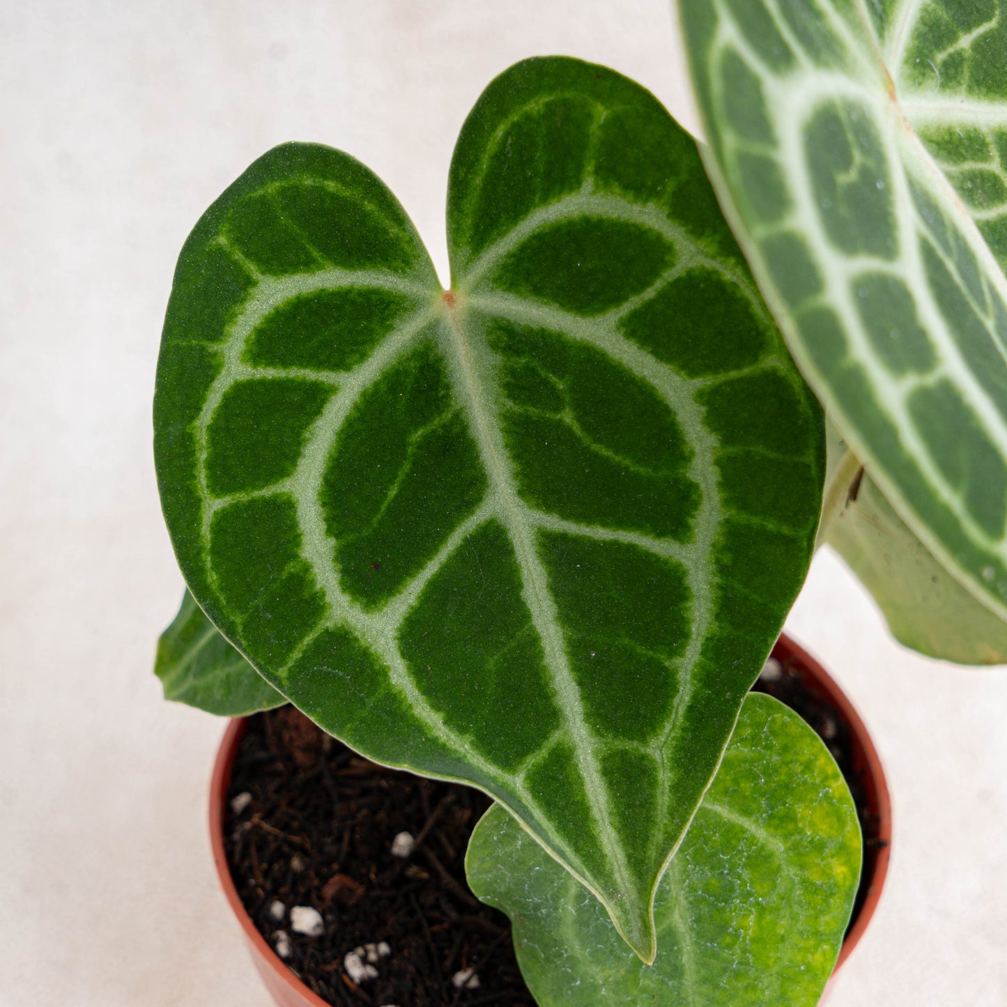 Anthurium Queen Clarinervium