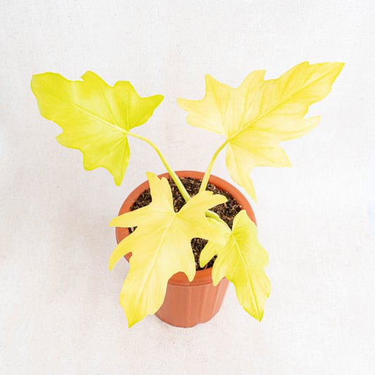 Philodendron Warscewiczii Aurea Flavum - Indonesian Rare Plants
