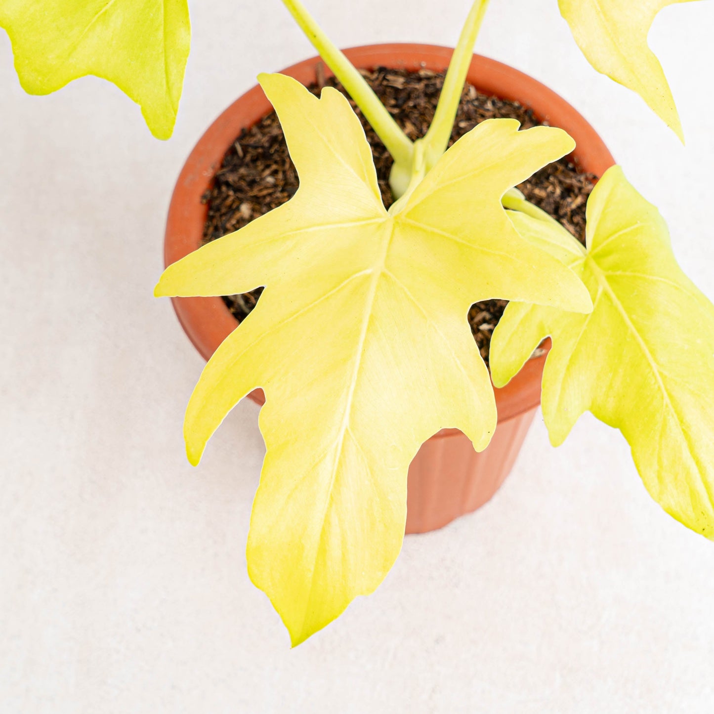 Philodendron Warscewiczii Aurea Flavum