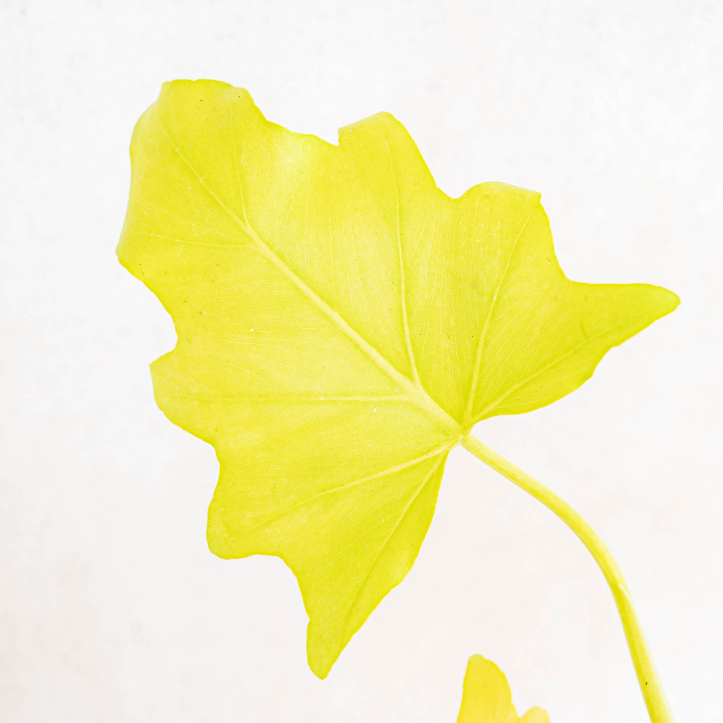 Philodendron Warscewiczii Aurea Flavum