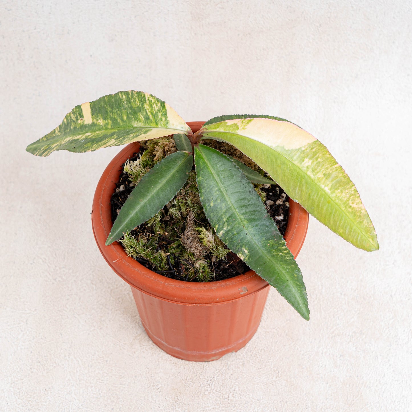 Labisia SP Borneo Variegated - Indonesian Rare Plants