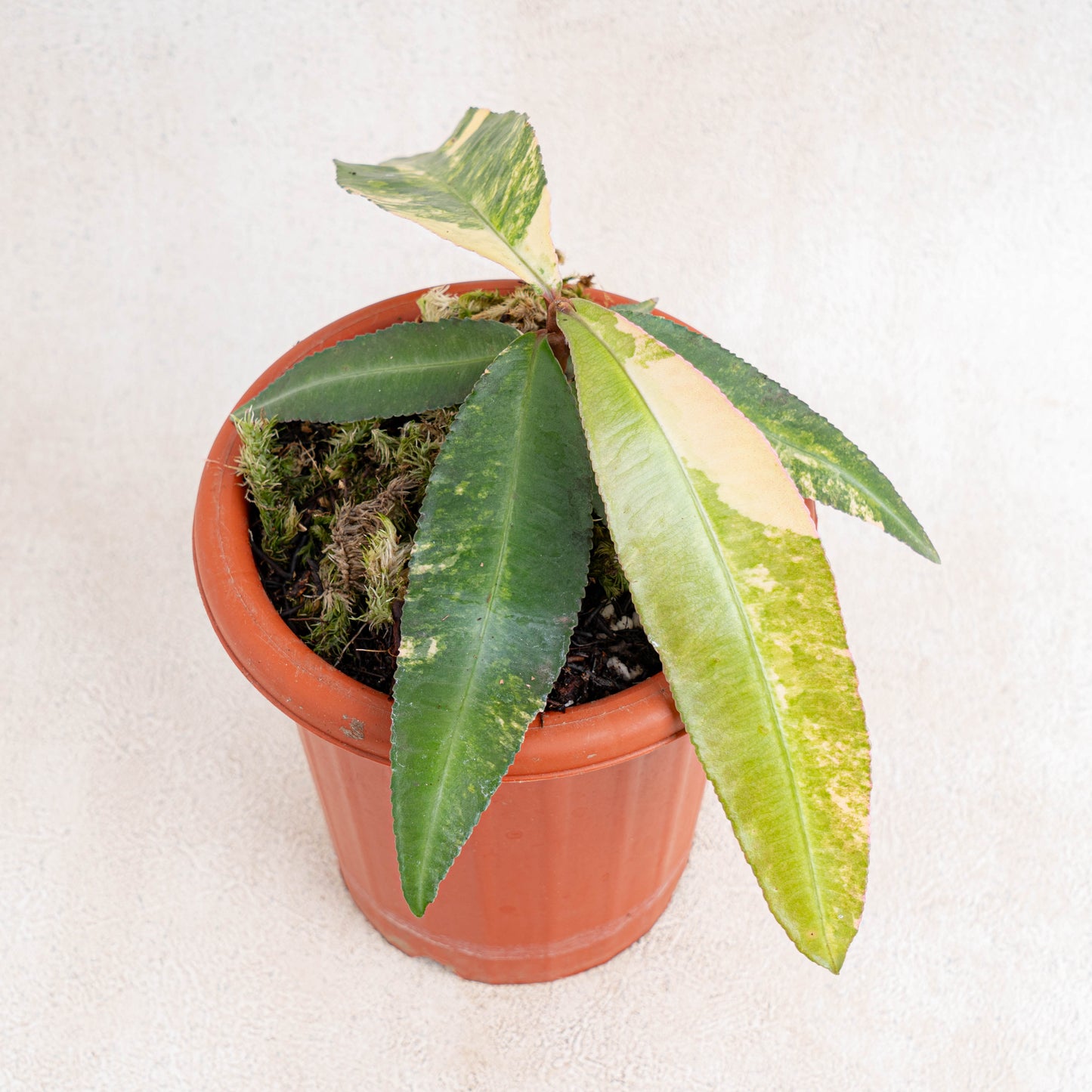 Labisia SP Borneo Variegated