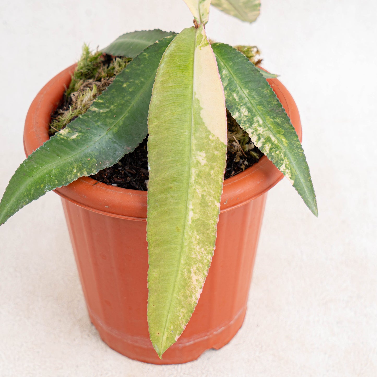 Labisia SP Borneo Variegated