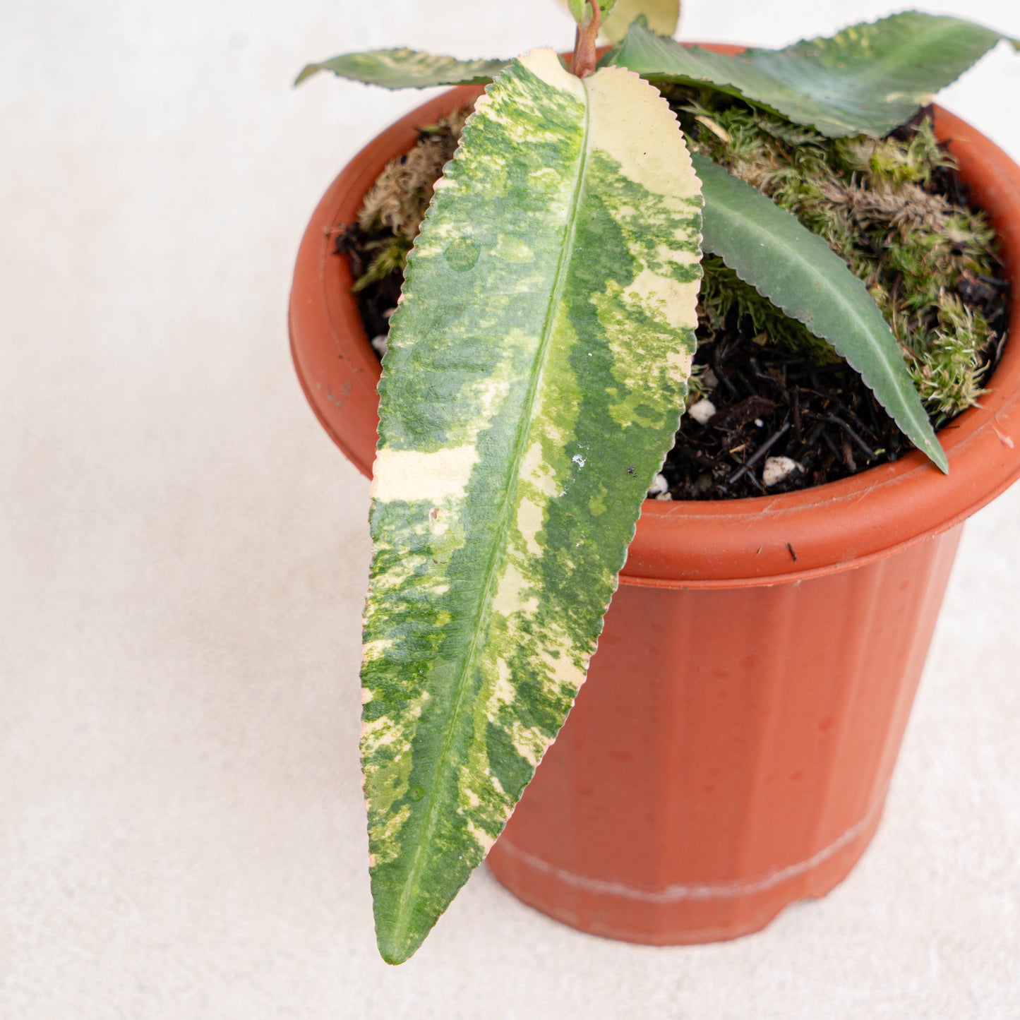 Labisia SP Borneo Variegated