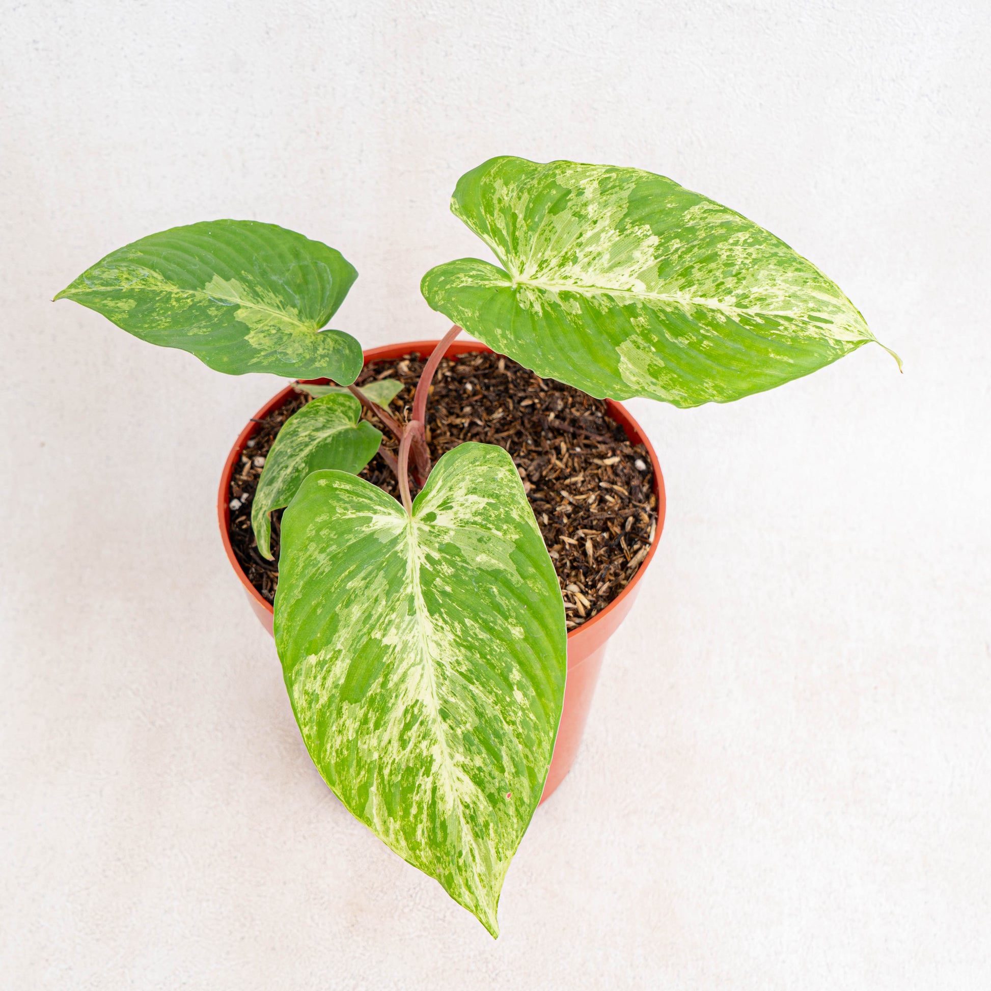 Homalomena Red Stem Variegated - Indonesian Rare Plants