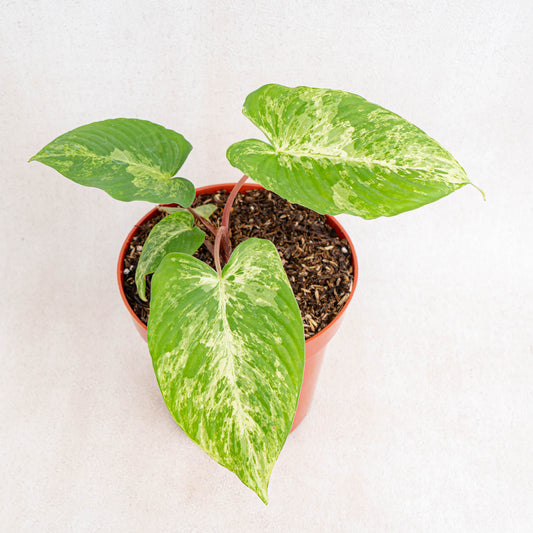 Homalomena Red Stem Variegated - Indonesian Rare Plants