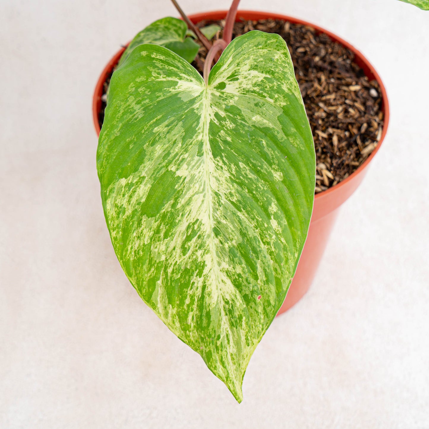 Homalomena Red Stem Variegated