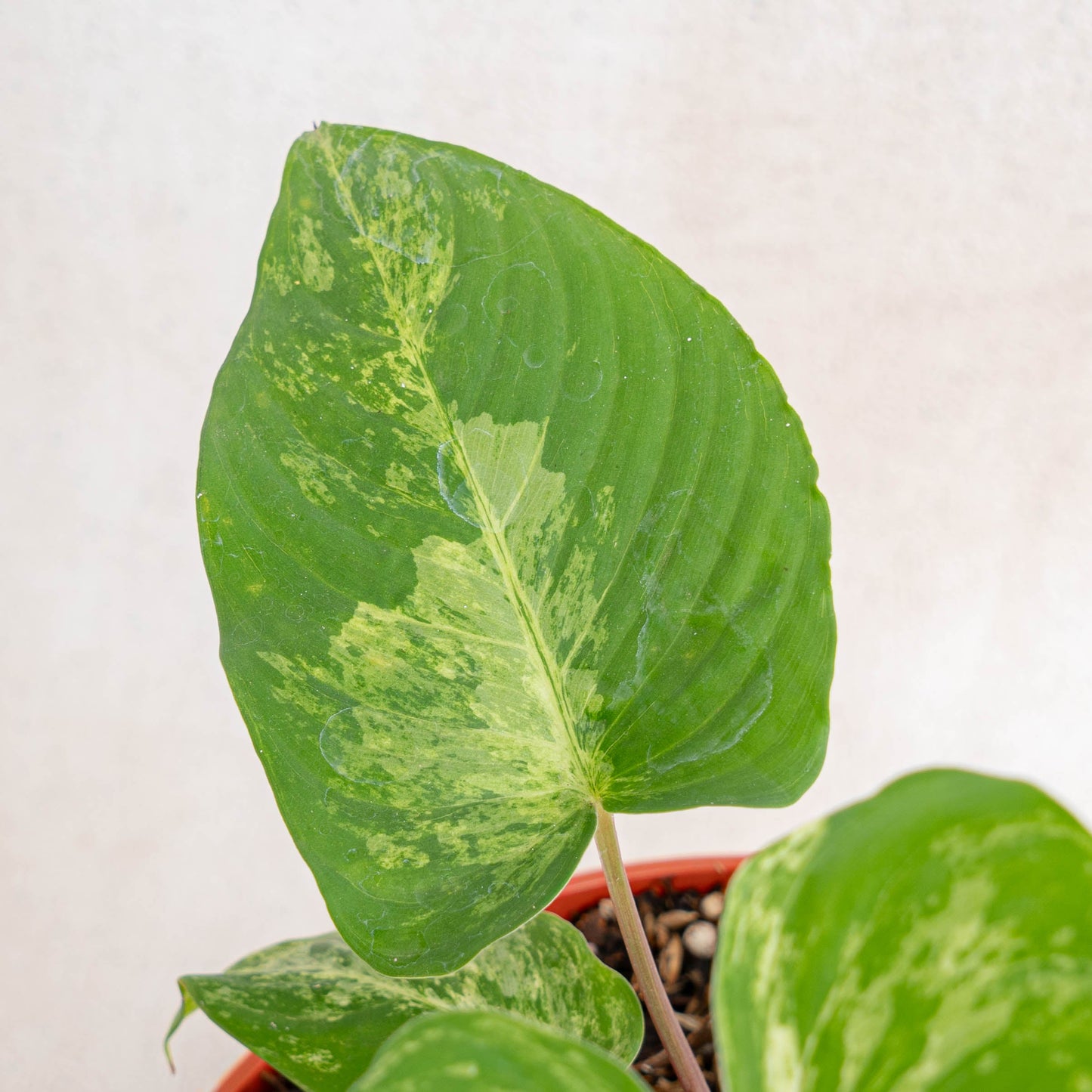 Homalomena Red Stem Variegated