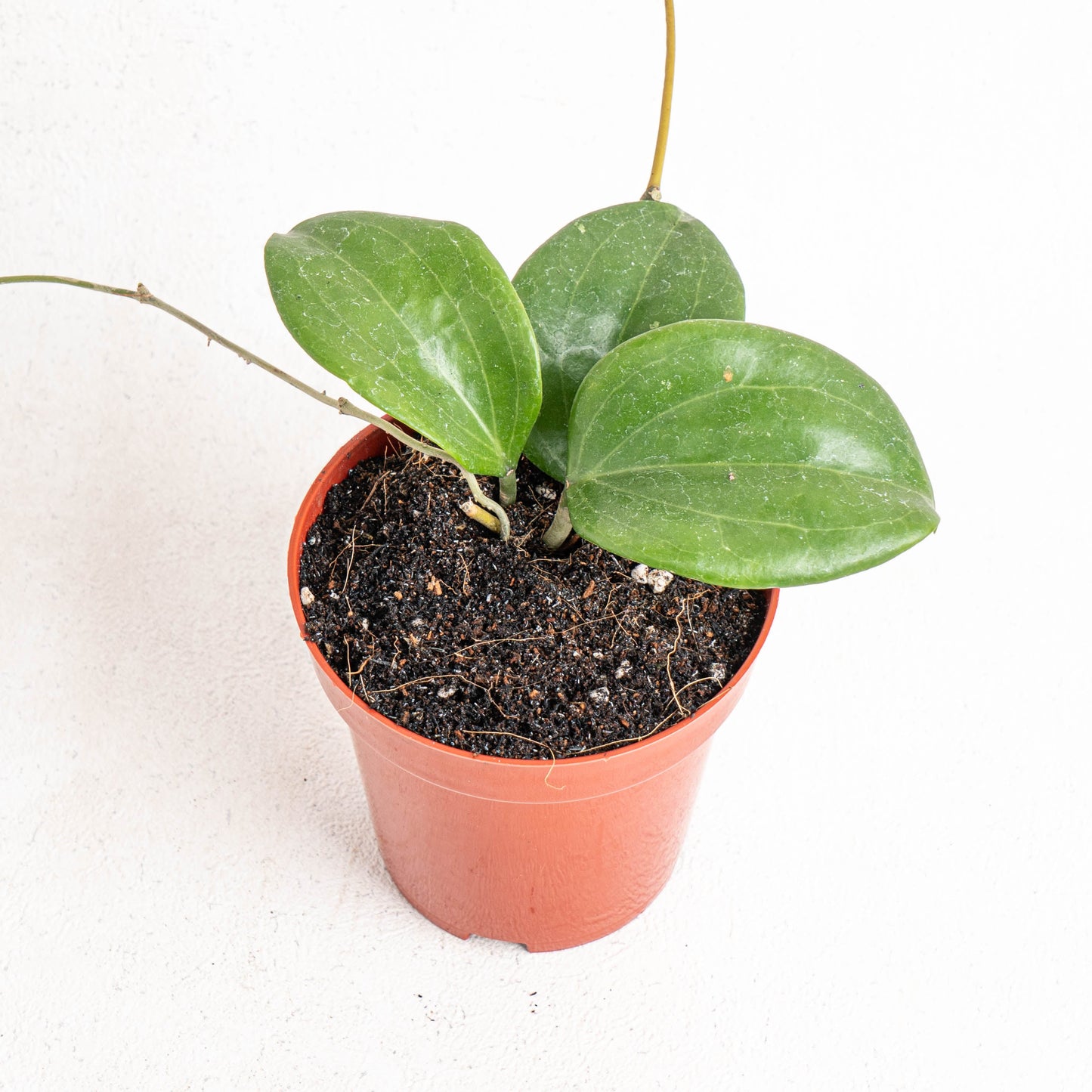 Hoya Quinquenervia - Indonesian Rare Plants
