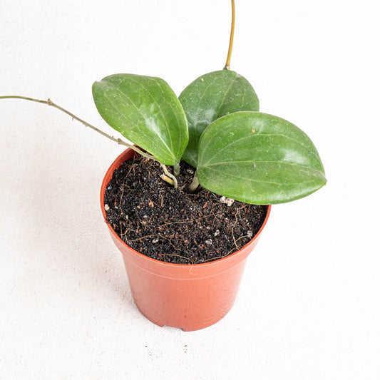 Hoya Quinquenervia - Indonesian Rare Plants