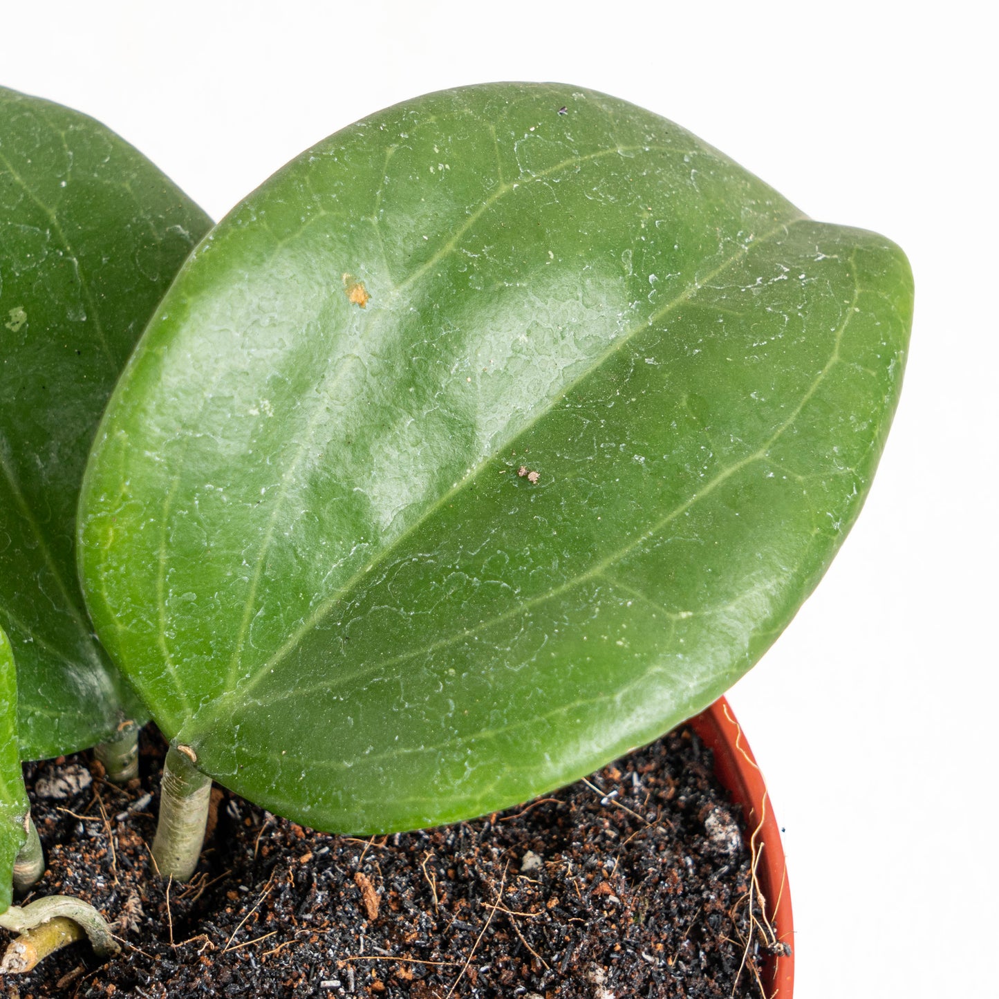 Hoya Quinquenervia