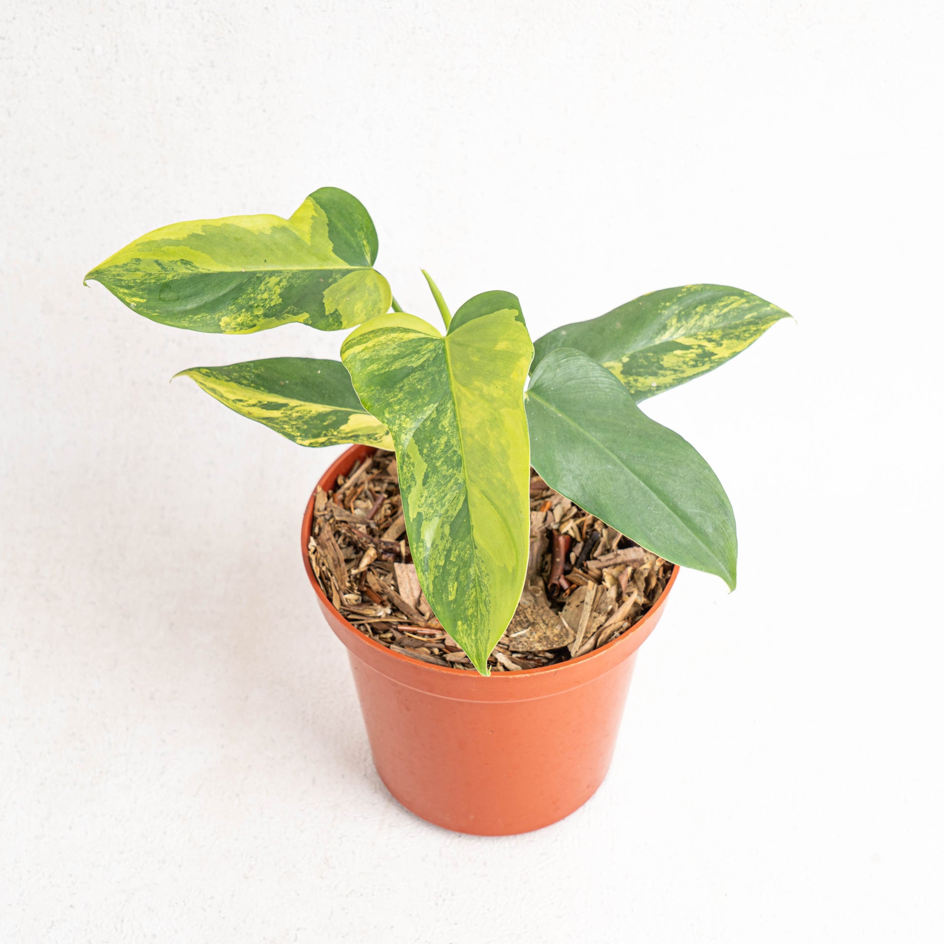 Philodendron Violin Variegated - Indonesian Rare Plants