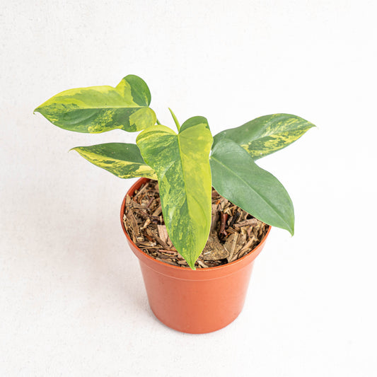 Philodendron Violin Variegated - Indonesian Rare Plants