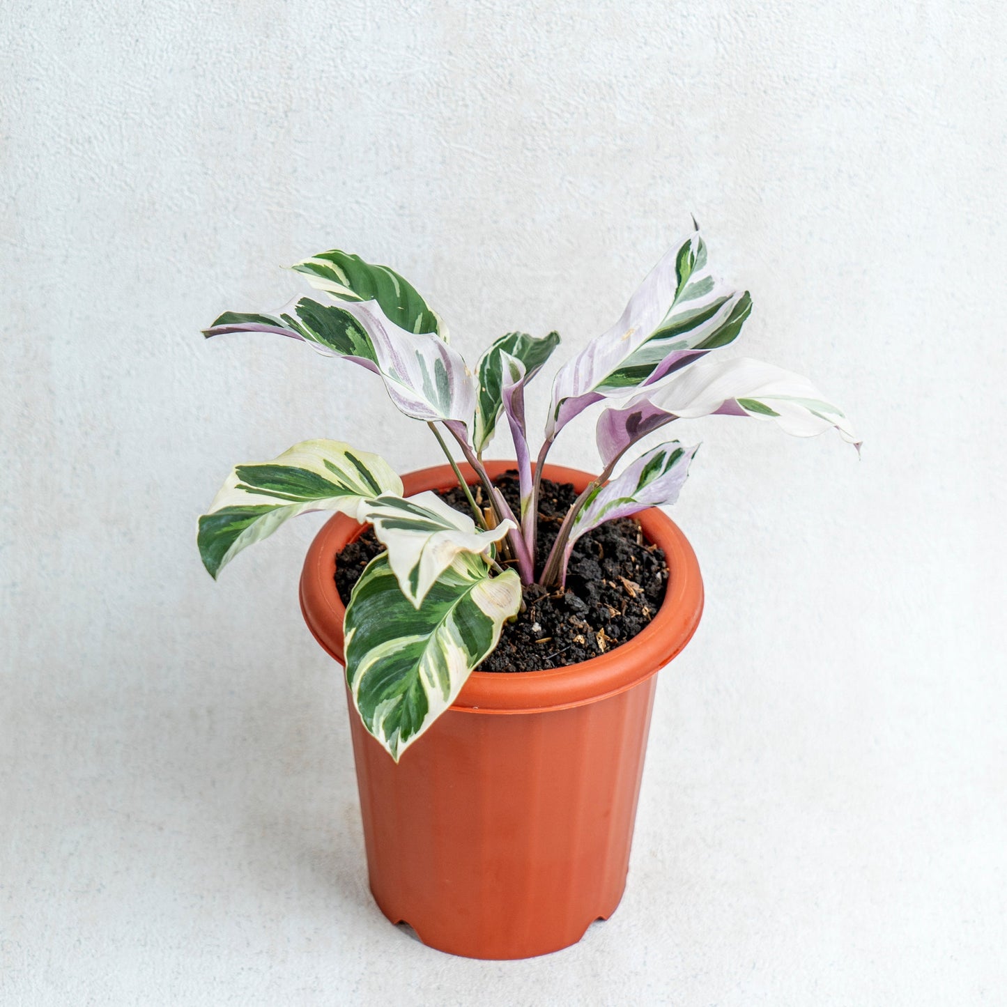 Calathea White Fushion - Indonesian Rare Plants