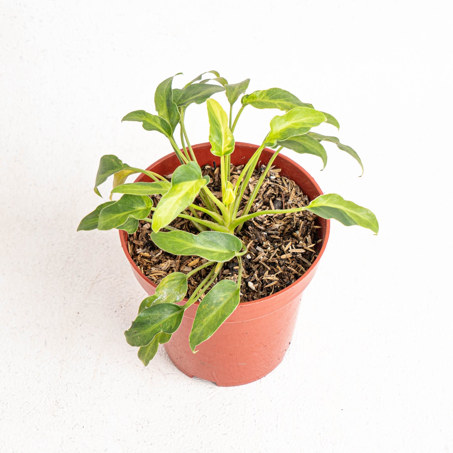 Philodendron Xanadu Variegated - Indonesian Rare Plants