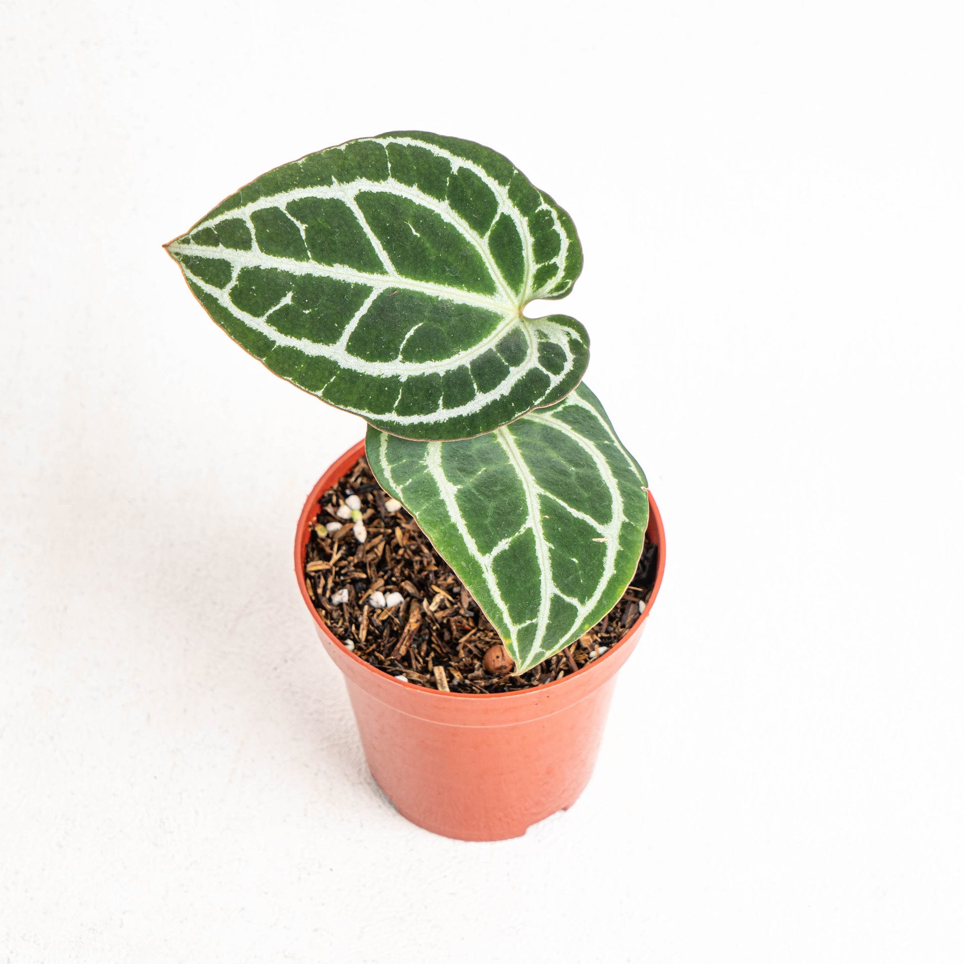 Anthurium Minahasa - Indonesian Rare Plants