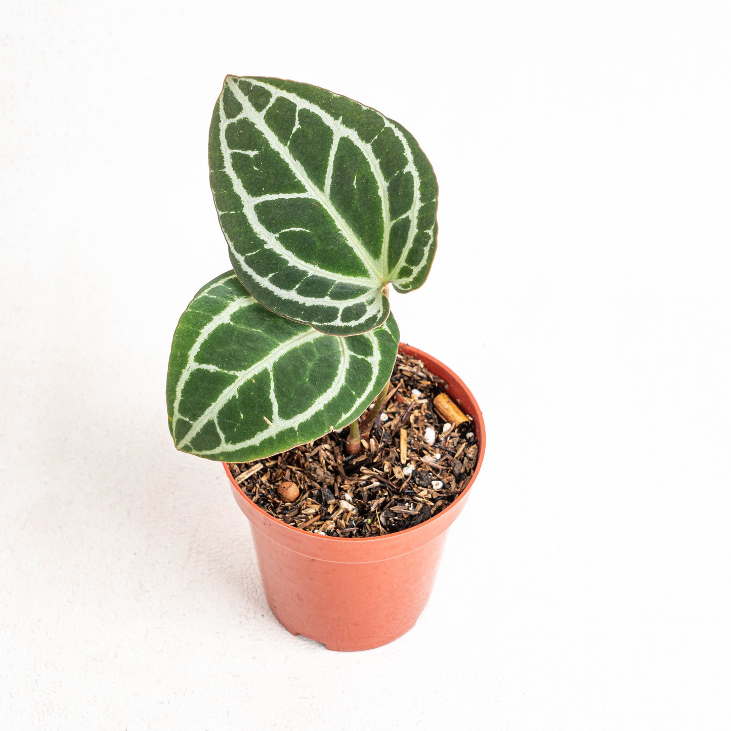 Anthurium Minahasa