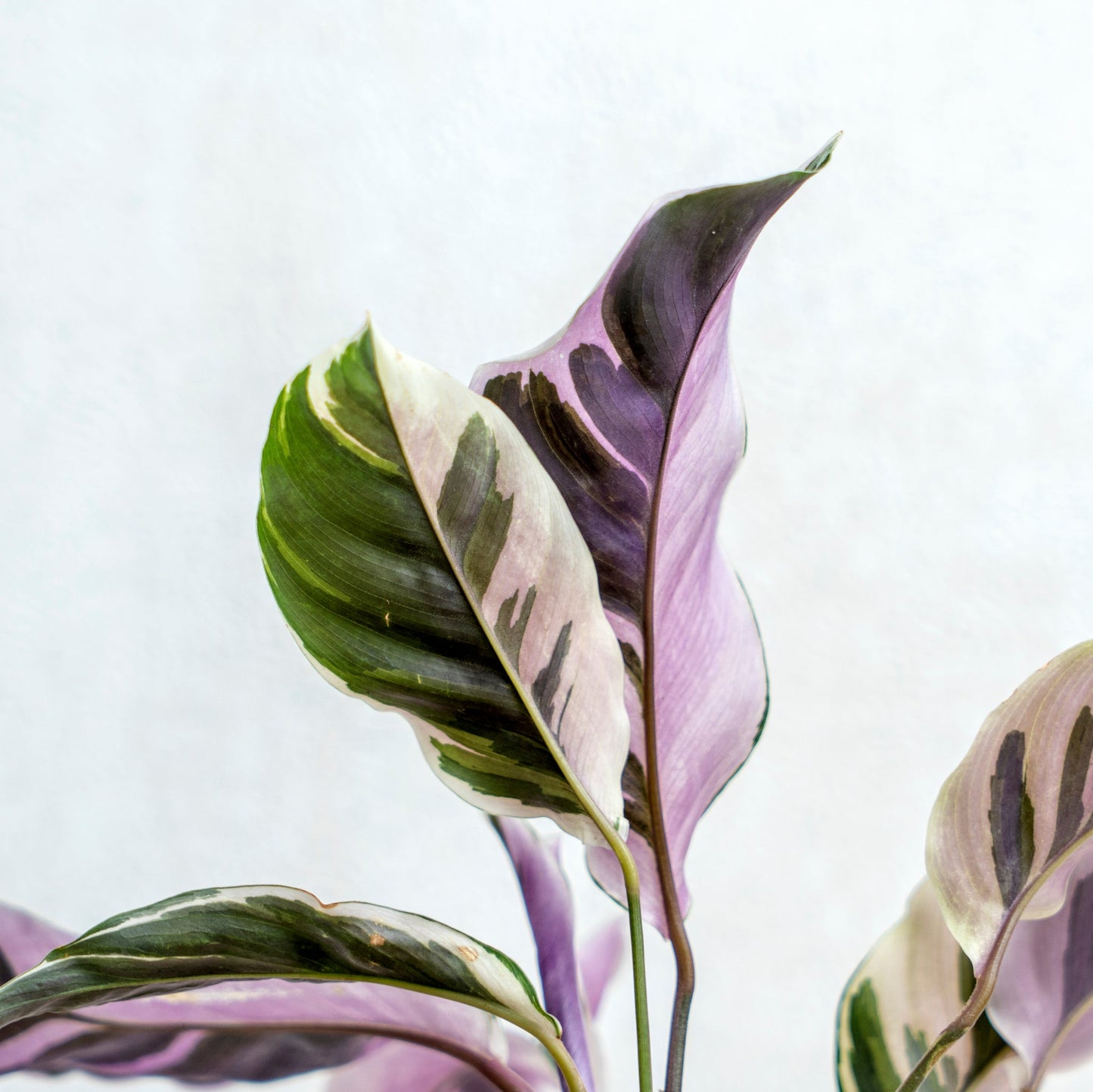 Calathea White Fushion