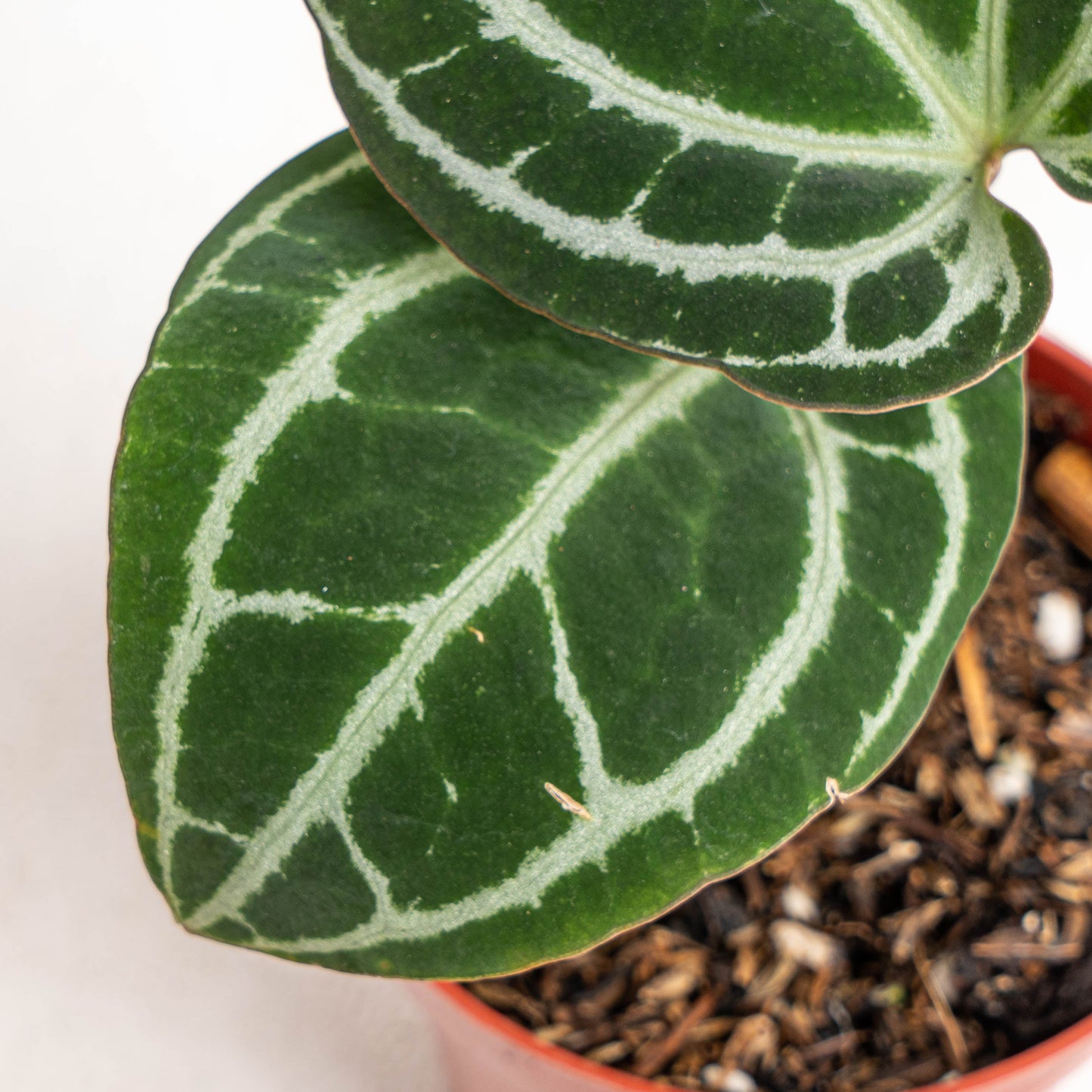 Anthurium Minahasa