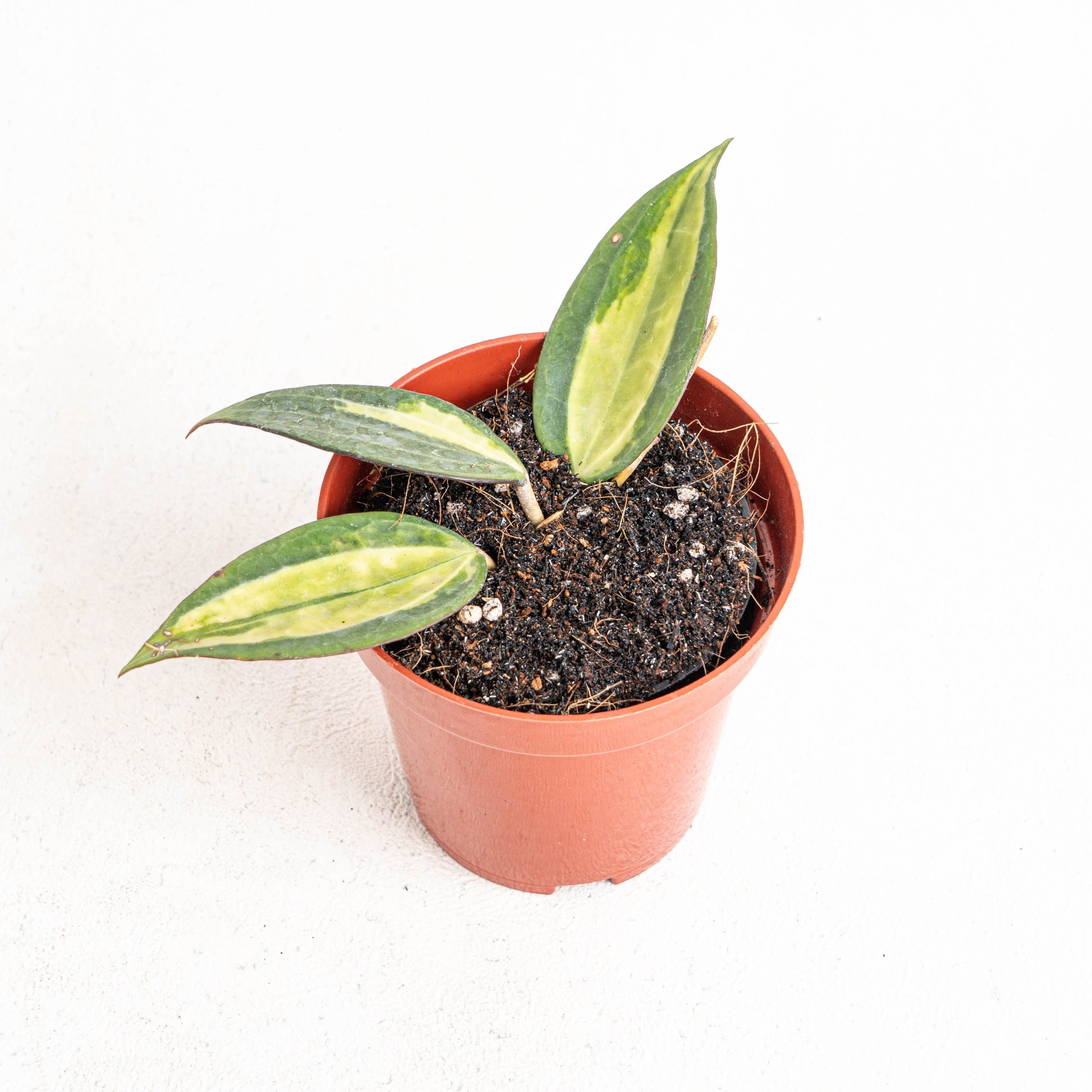 Hoya Pot Of Gold - Indonesian Rare Plants