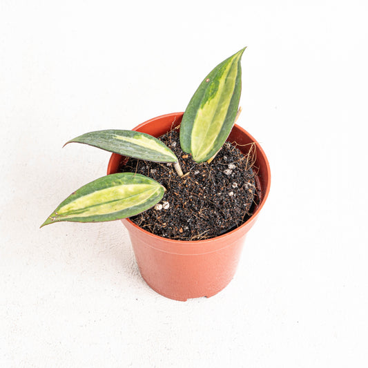 Hoya Pot Of Gold - Indonesian Rare Plants