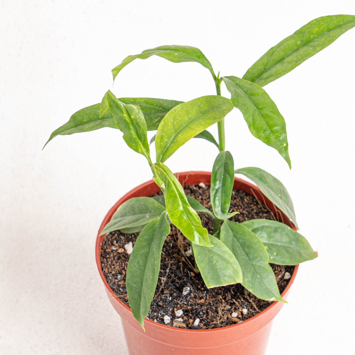 Hoya Solokensis