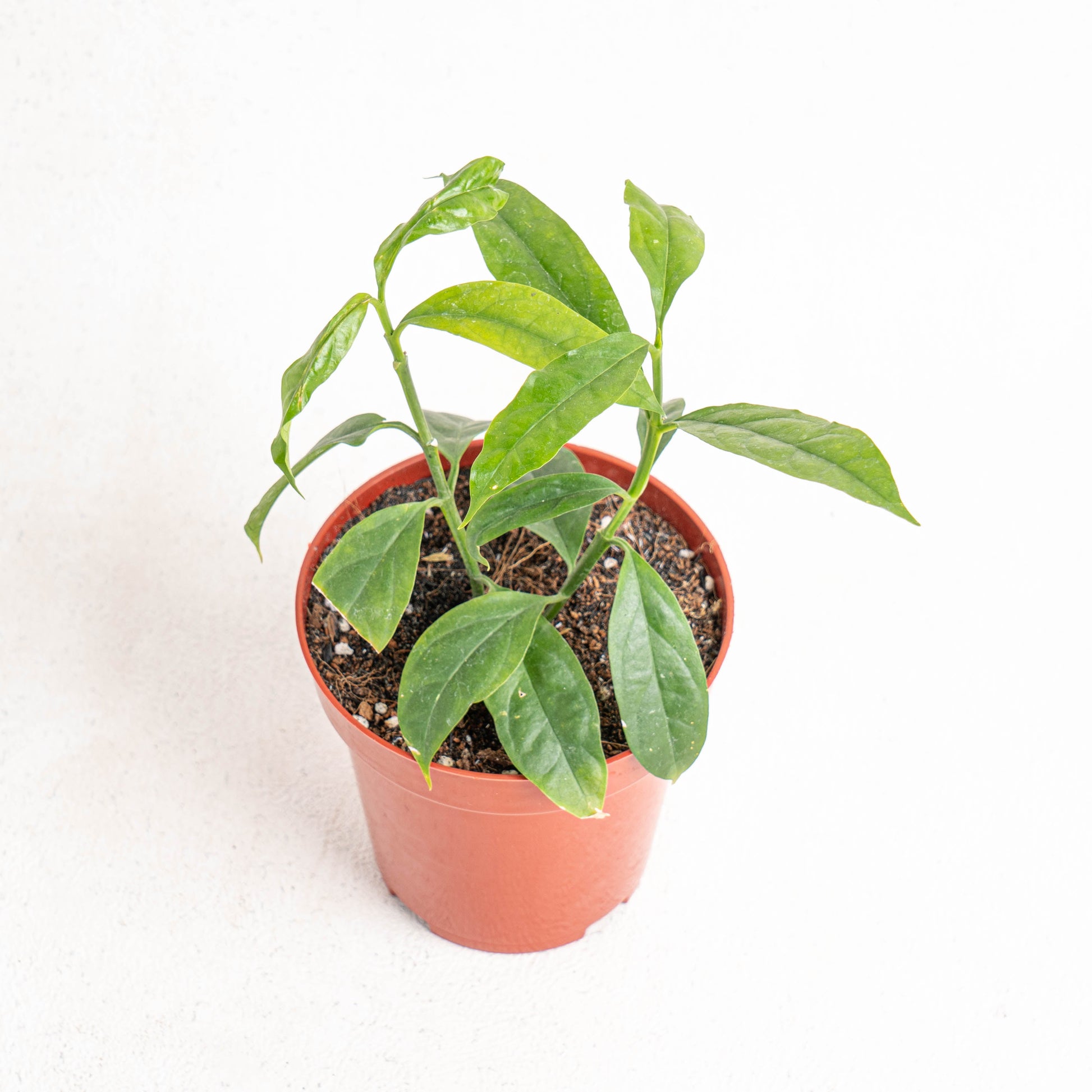 Hoya Solokensis - Indonesian Rare Plants
