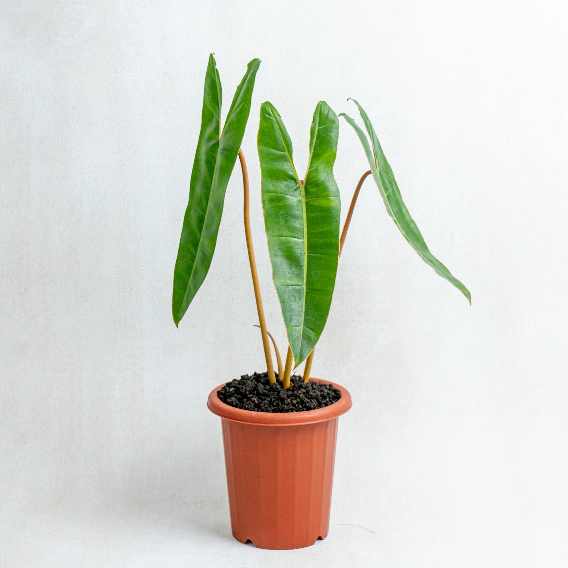 Philodendron Billiteae - Indonesian Rare Plants