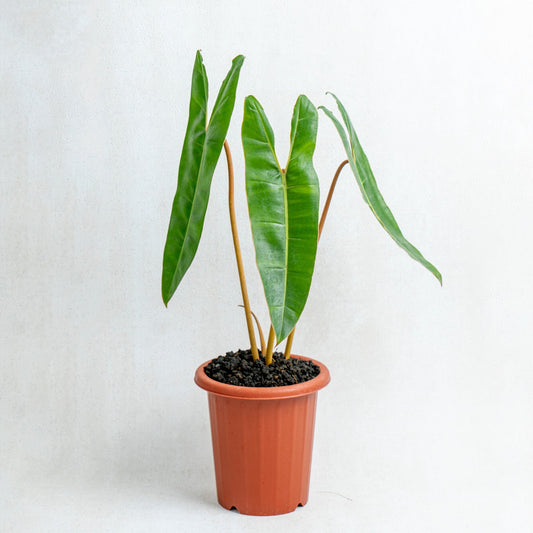 Philodendron Billiteae - Indonesian Rare Plants