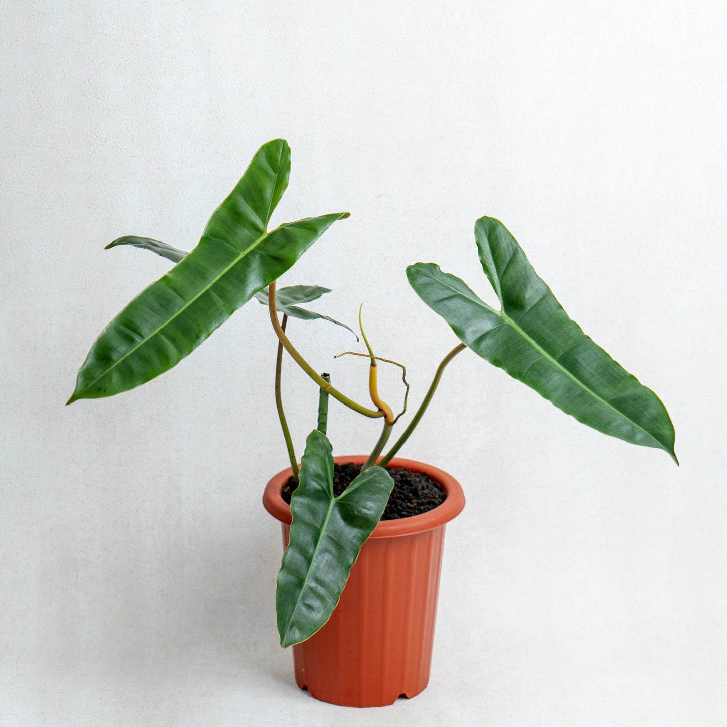 Philodendron Billiteae X Atabopoense - Indonesian Rare Plants