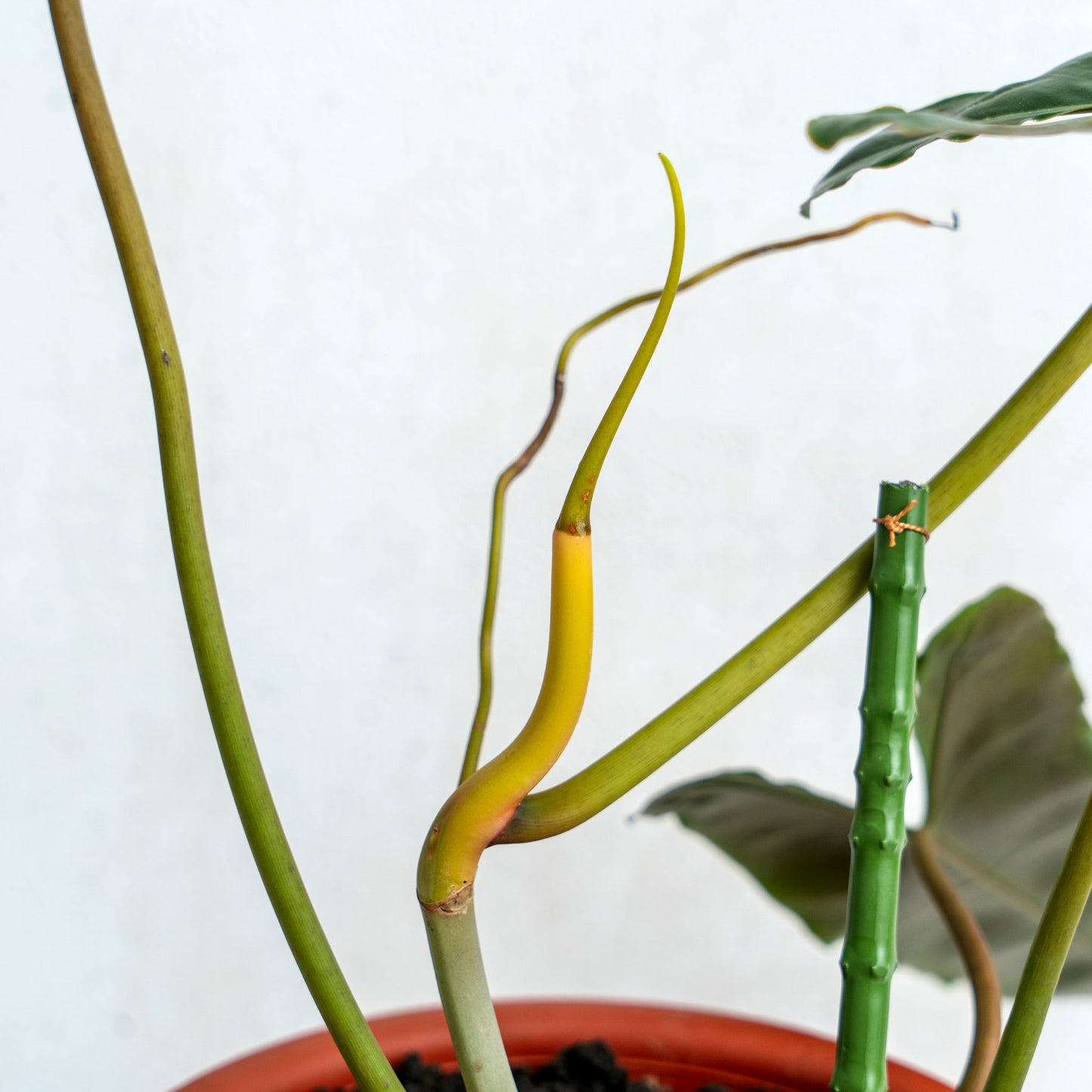 Philodendron Billiteae X Atabopoense