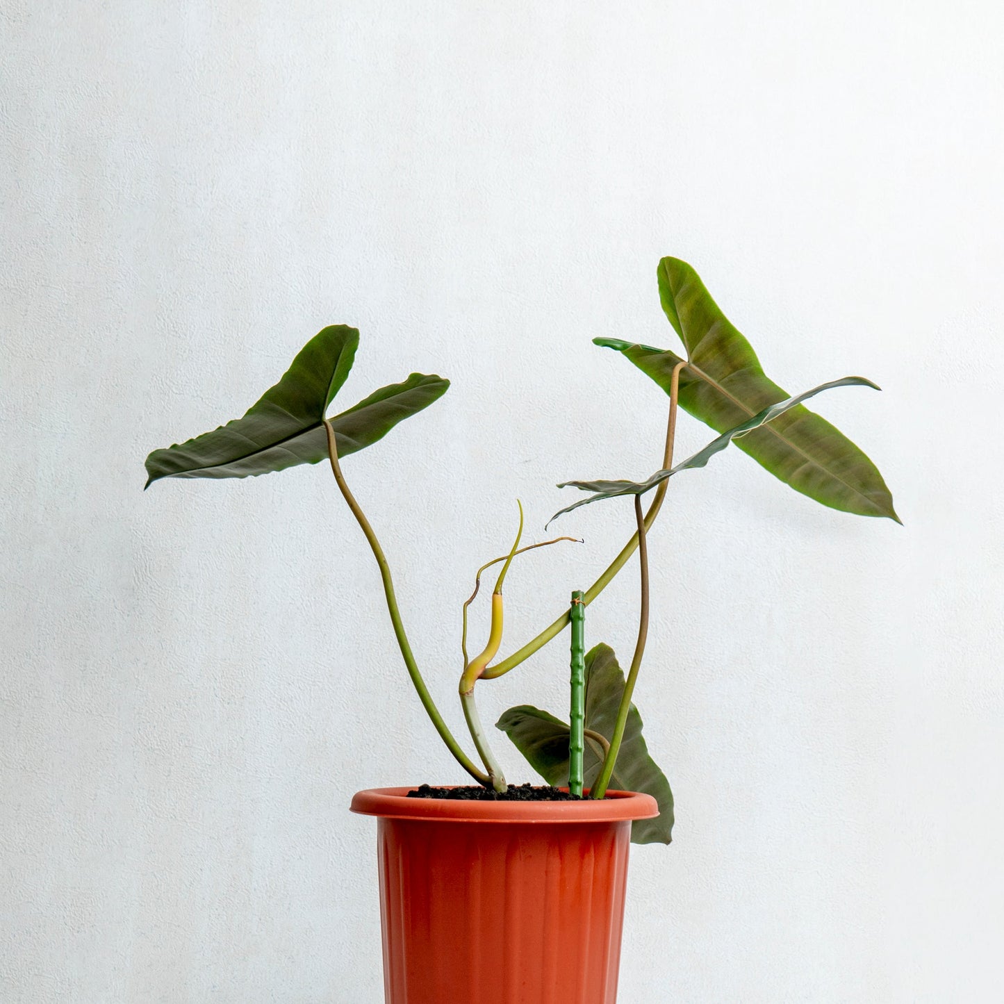 Philodendron Billiteae X Atabopoense
