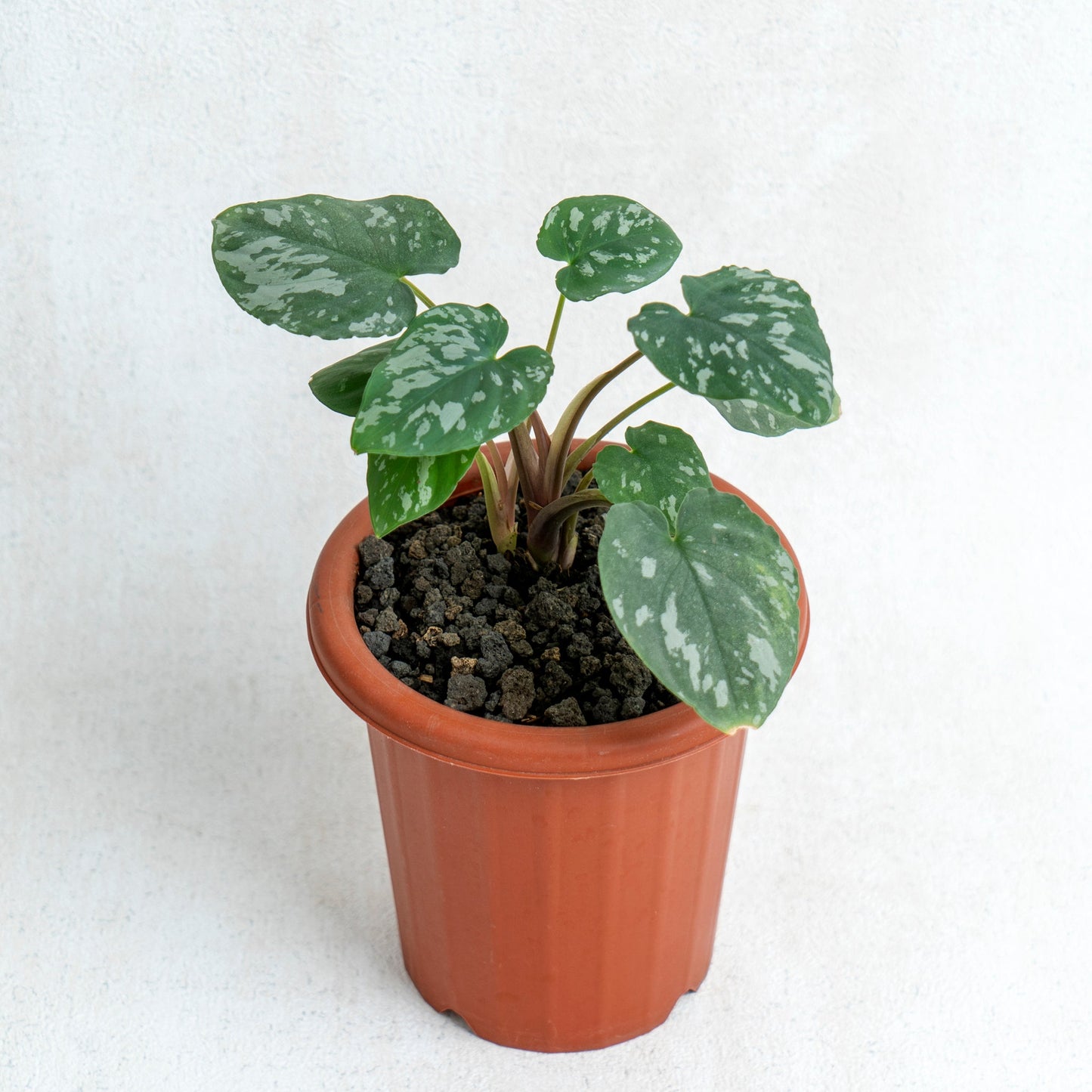 Homalomena Frog SP Sumatra - Indonesian Rare Plants