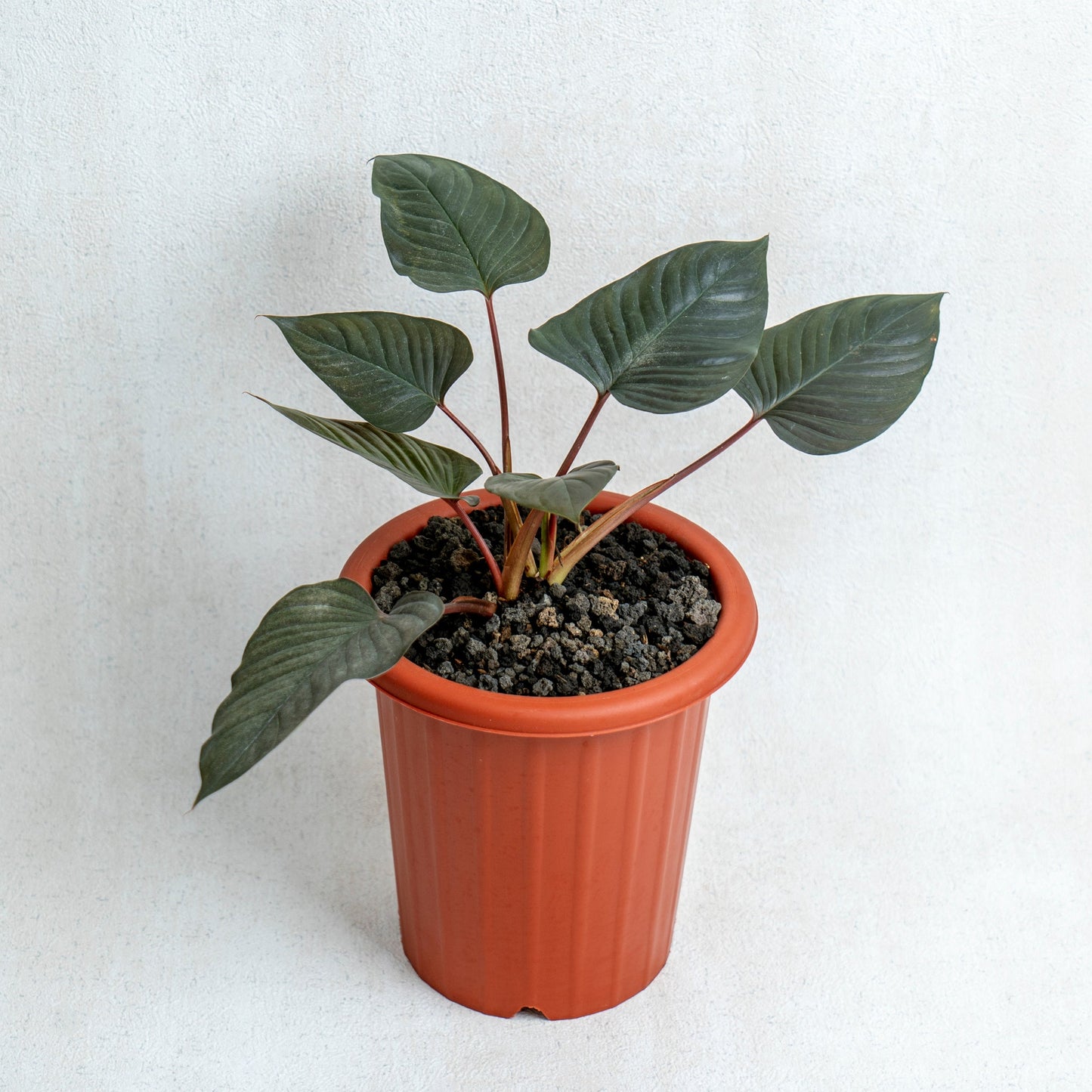 Homalomena Black - Indonesian Rare Plants