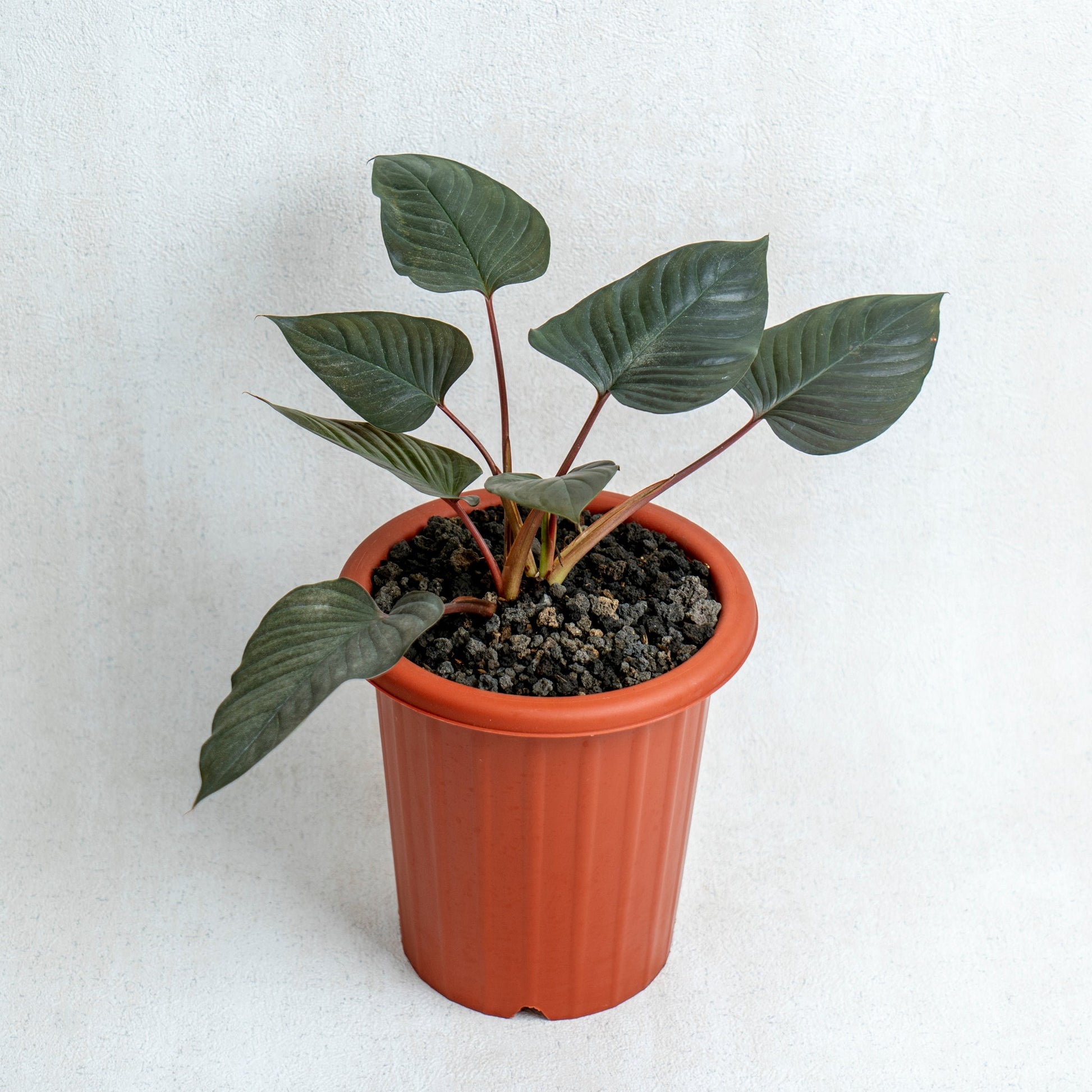 Homalomena Black - Indonesian Rare Plants