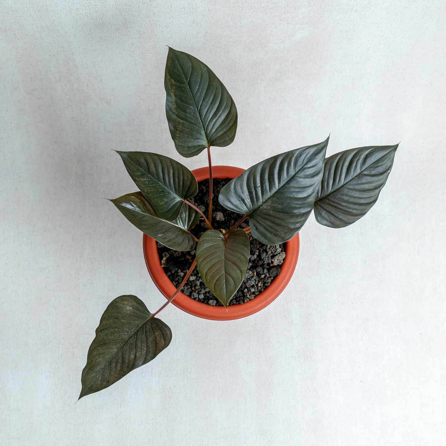 Homalomena Black