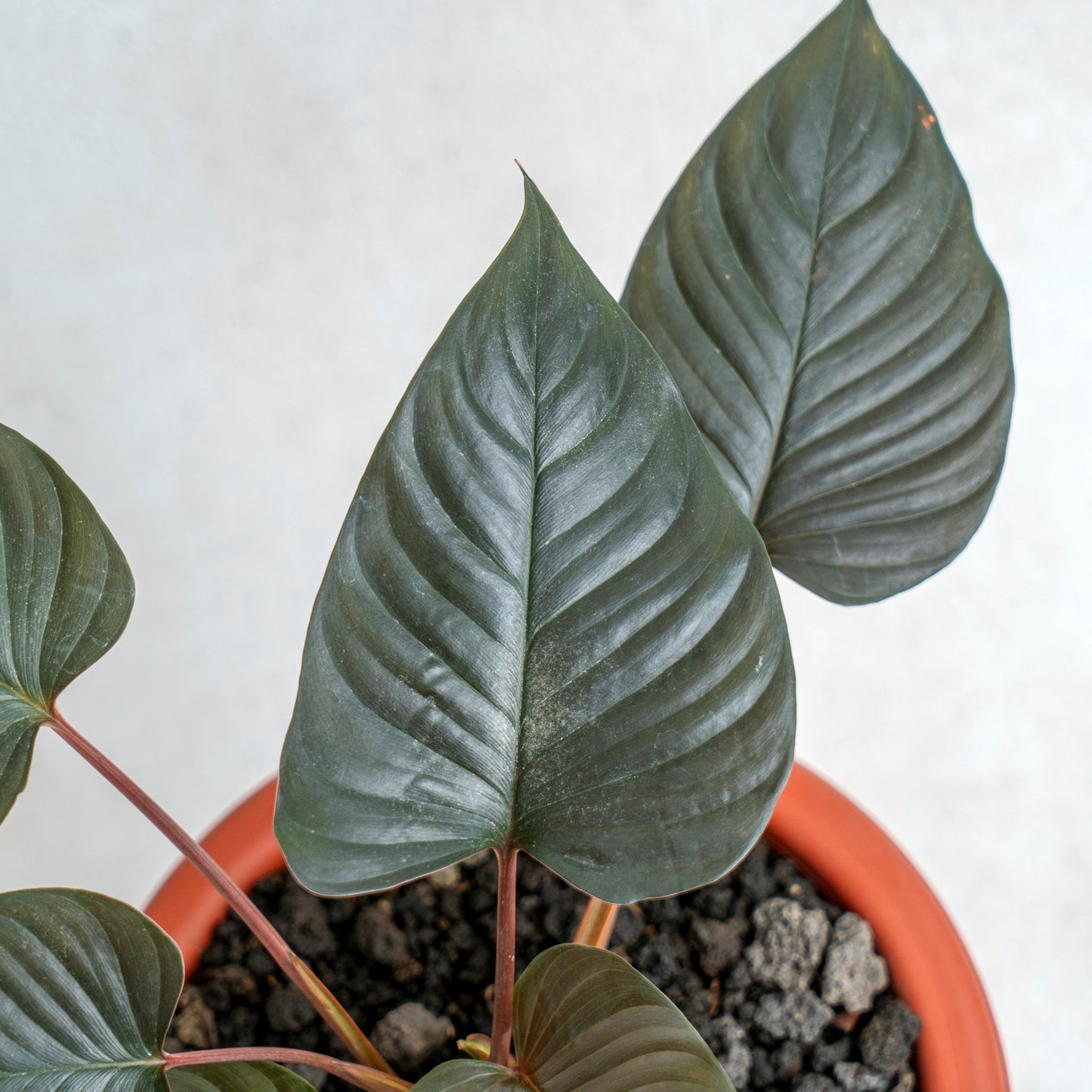 Homalomena Black