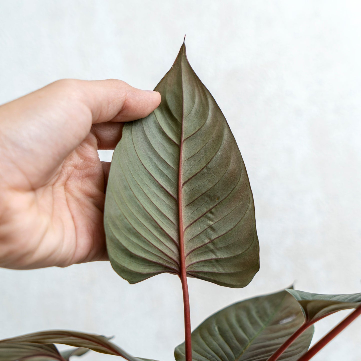 Homalomena Black