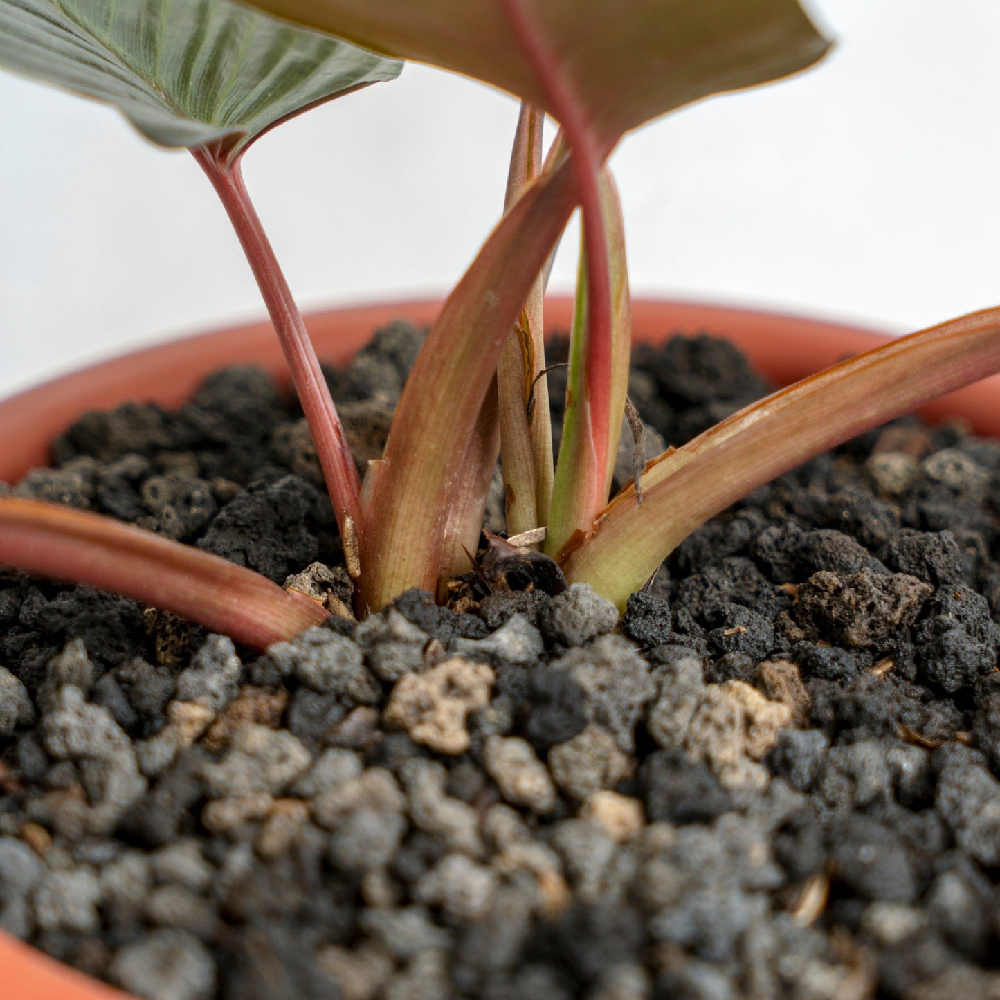 Homalomena Black