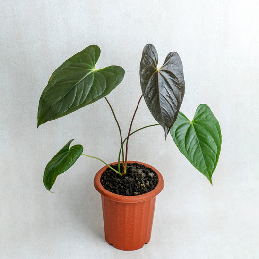 Anthurium Chamberlaini - Indonesian Rare Plants
