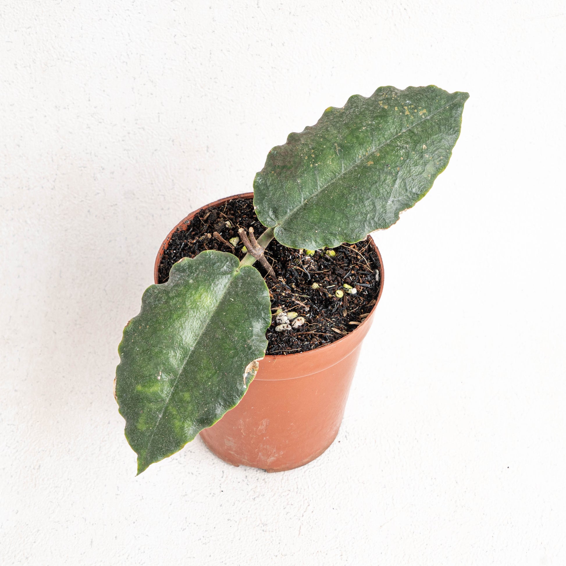 Hoya Versteegii - Indonesian Rare Plants