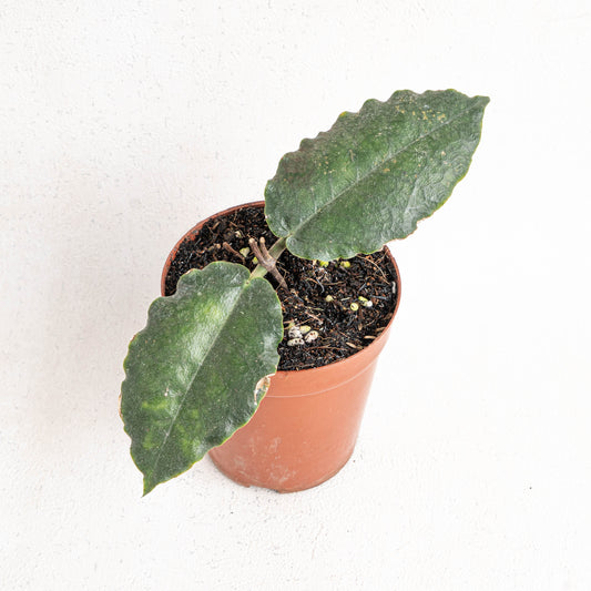 Hoya Versteegii - Indonesian Rare Plants