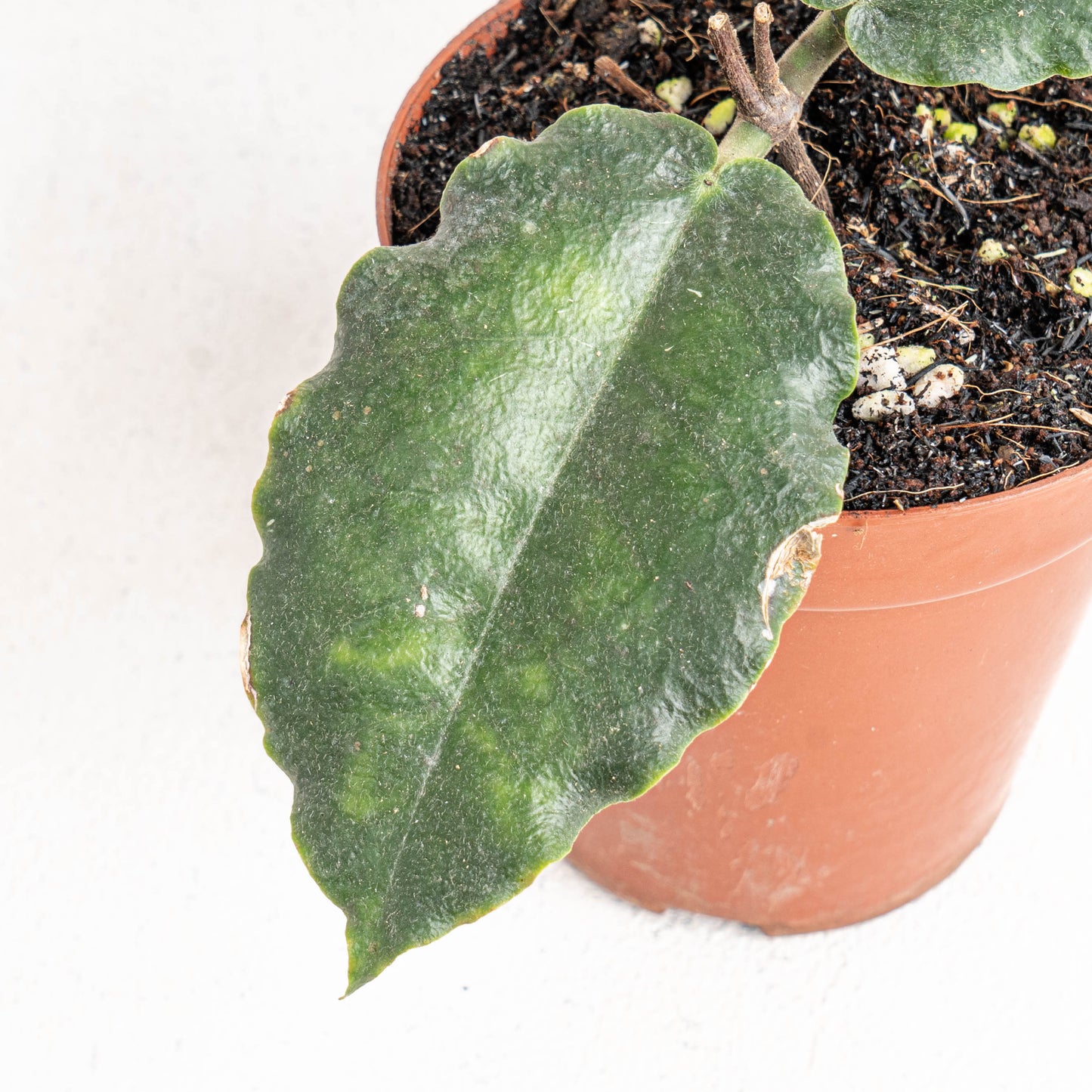 Hoya Versteegii